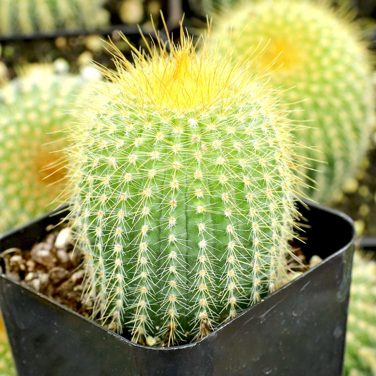 Cactus 65 Cactus 24